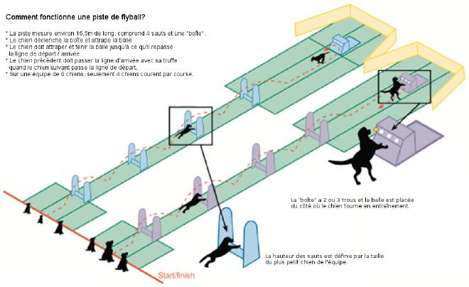 Terrain de flyball