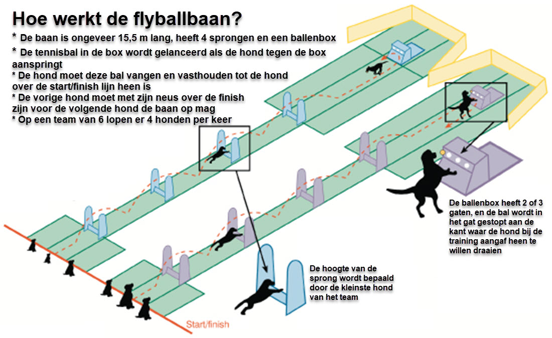 Flyball baan