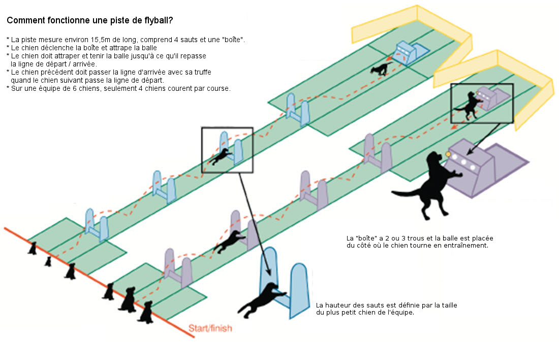 Flyball baan